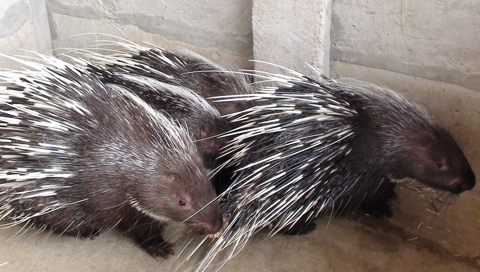 漳州豪猪【长泰豪猪苗13515950609漳州光鱼】漳州豪猪种苗_漳州成品